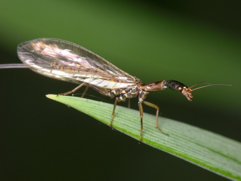 Xanthostigma xanthostigma